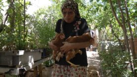 İzmir’deki yangından kurtarılan tavuklarına kavuştu 